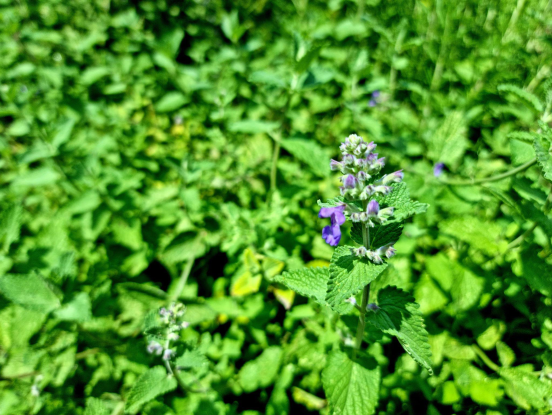 Organic CATNIP Herbs by NPF