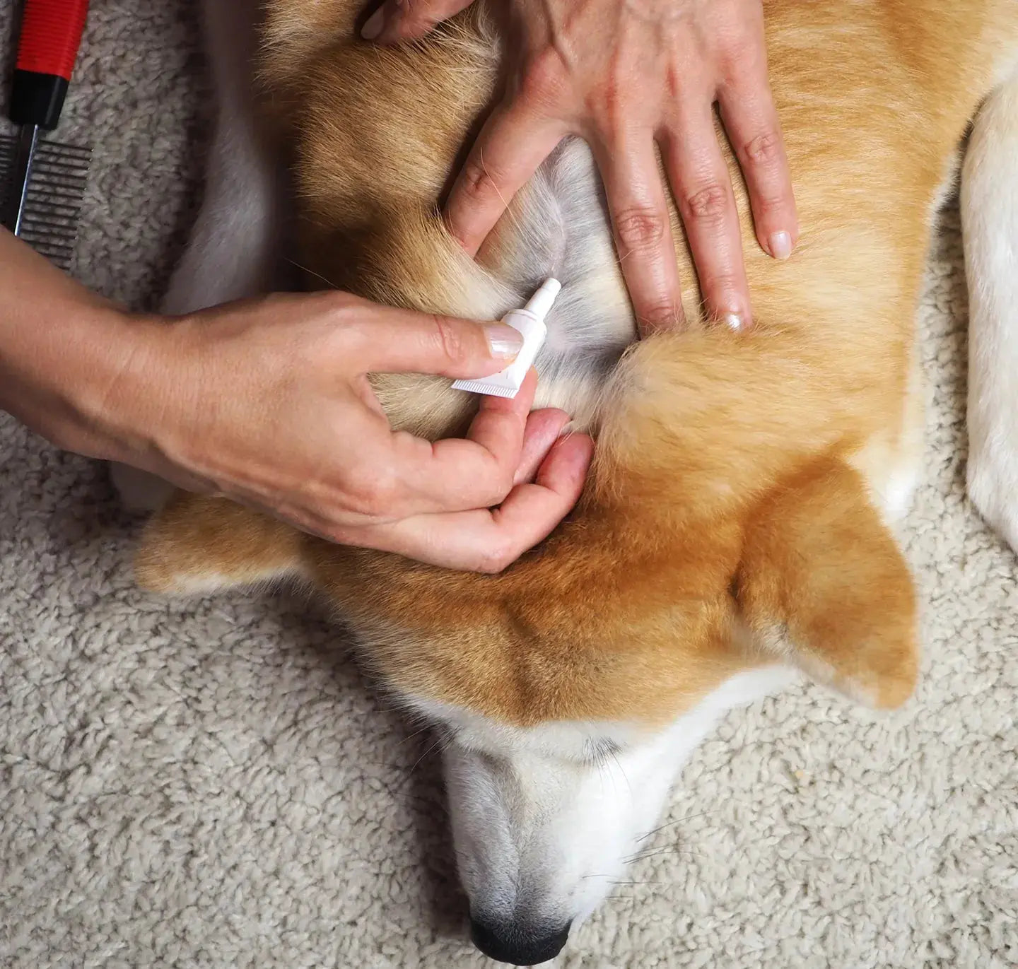 TVATI Pet