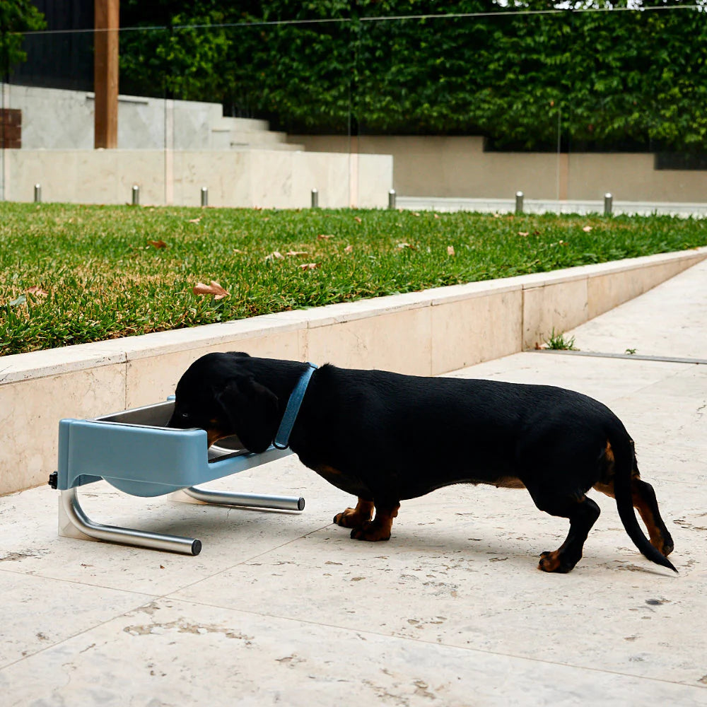 Boujee Water Bowl Set