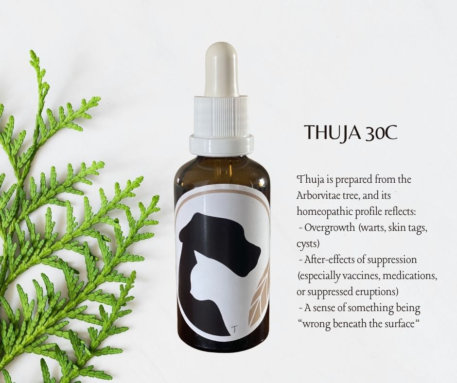 Thuja occidentalis 30C
