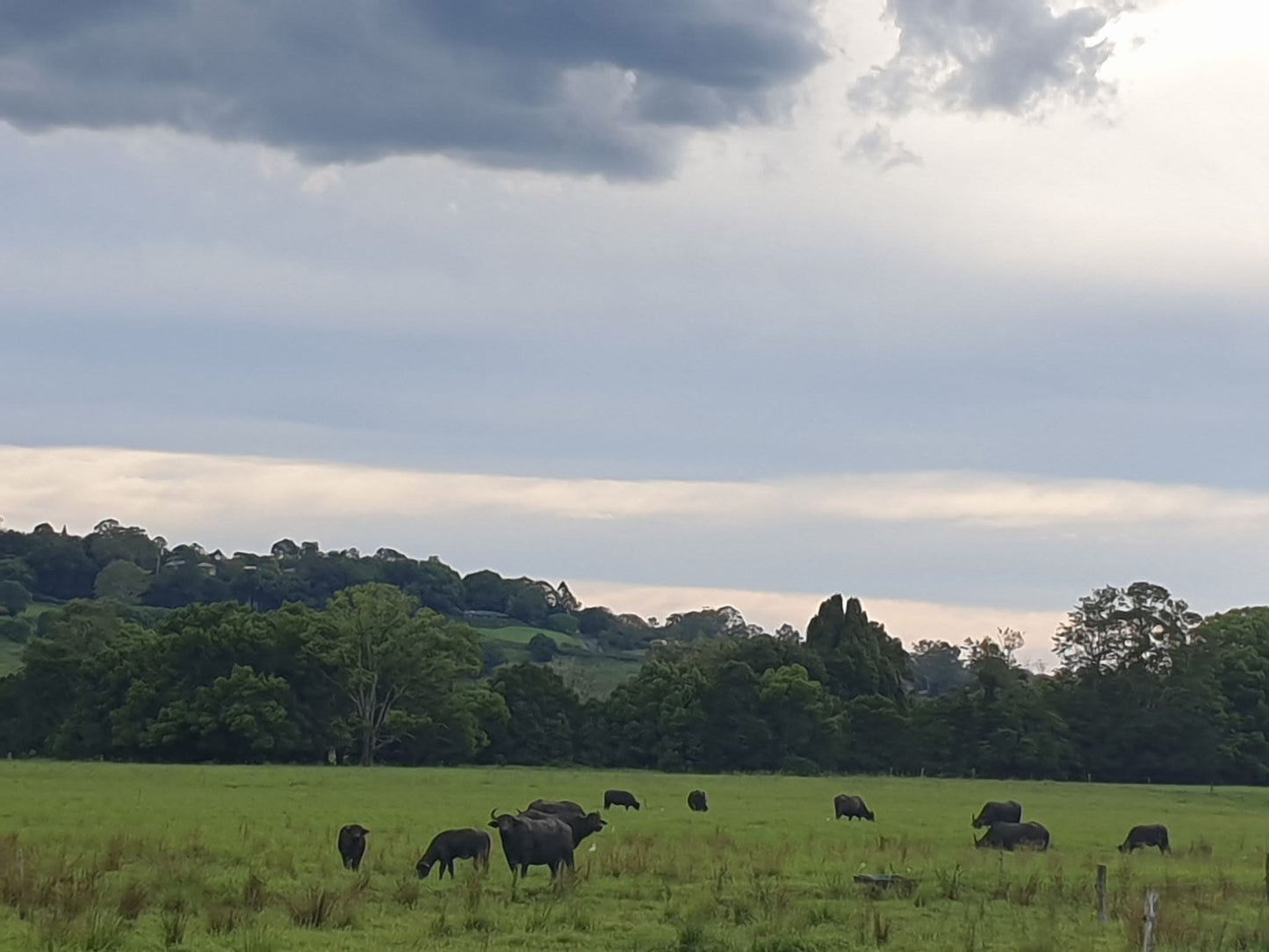 Buffalo Steak Strips 80g